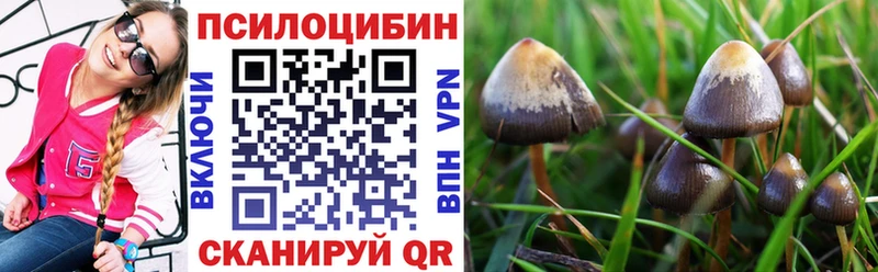 Псилоцибиновые грибы Psilocybine cubensis  Махачкала 